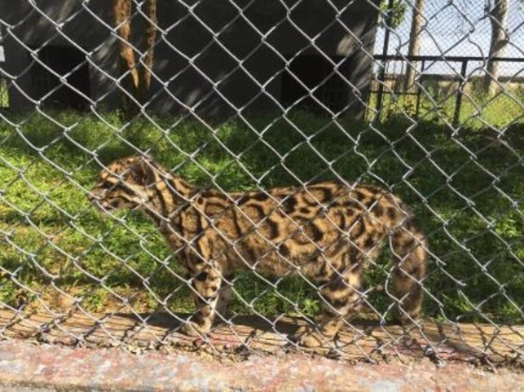 Explore Manipur Zoological Garden-3